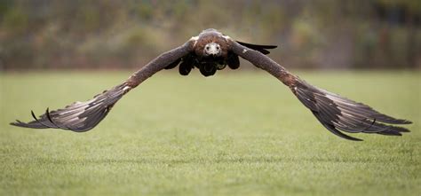 Wedge-tailed eagle, 3 meter wingspan. : r/pics