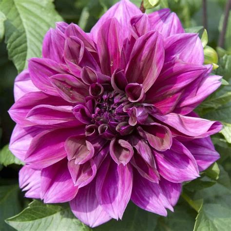 25 dahlia varieties to adore 💐 🌟 A comprehensive guide to these ...