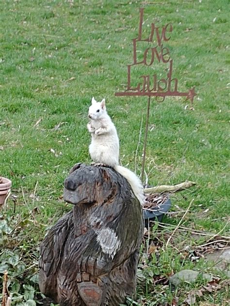 Hello from the white squirrels of... - Experience Exeter | Facebook