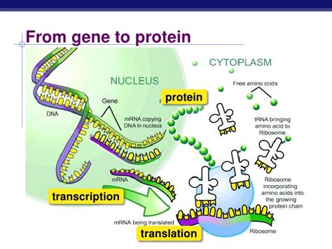 Proteins synthesis | Science online