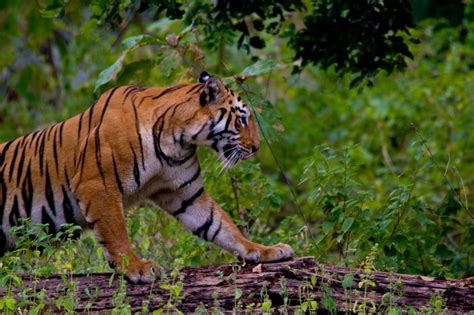 5 Must visit Tiger Reserves in Maharashtra | Wildlife Destination ...