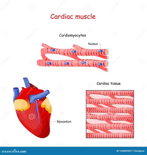 Cardiac Muscle Structure