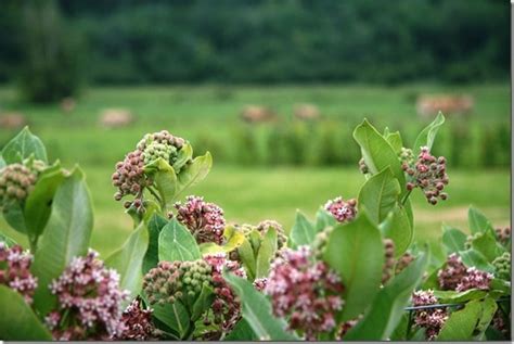 A Day on the Farms with Stonyfield - fANNEtastic food | Registered ...