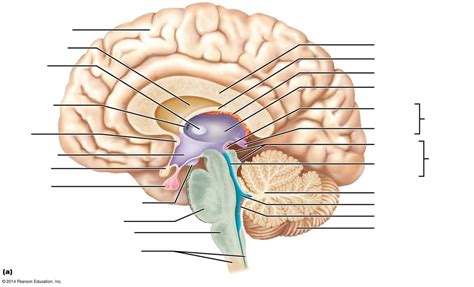 Ch.13 midsagittal section of brain Diagram | Quizlet