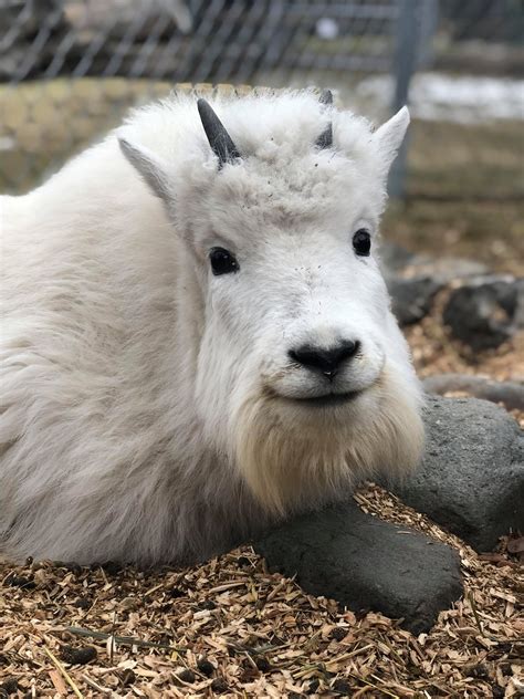 A very fluffy baby (mountain) goat : r/babygoats