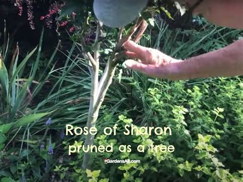 Pruning A Rose Of Sharon Plant - GardensAll