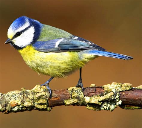 Birds of the World: Blue tit