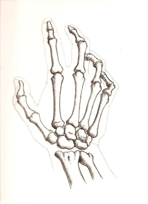 a drawing of a hand with bones on it