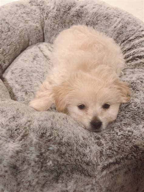 Maltipoo Puppies For Sale | Dallas, TX #330532 | Petzlover