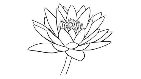 Water Lily Drawing Outline at GetDrawings | Free download