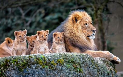 lion-family-baby-lions-hd-wallpaper : r/Lions