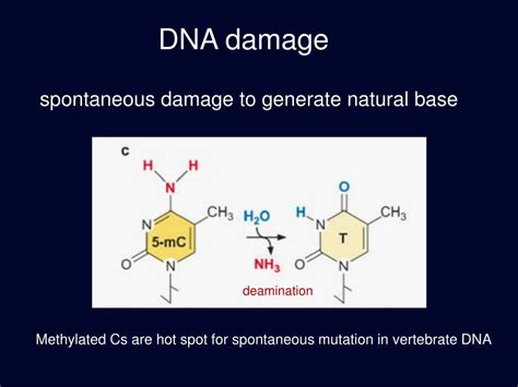 PPT - DNA damage & repair PowerPoint Presentation, free download - ID ...