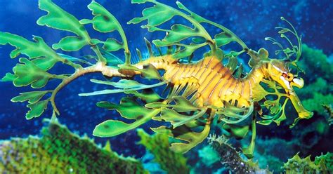 Real Monstrosities: Leafy Seadragon