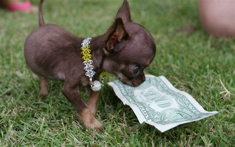 Pictures puppies Chihuahua Dogs Dollars Paper money one 1920x1200