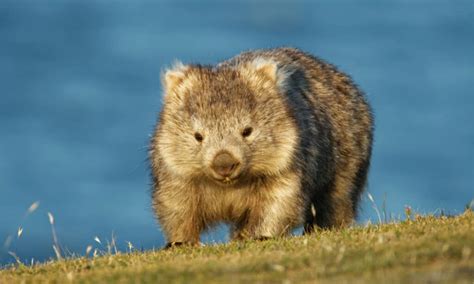 Wombat Pet