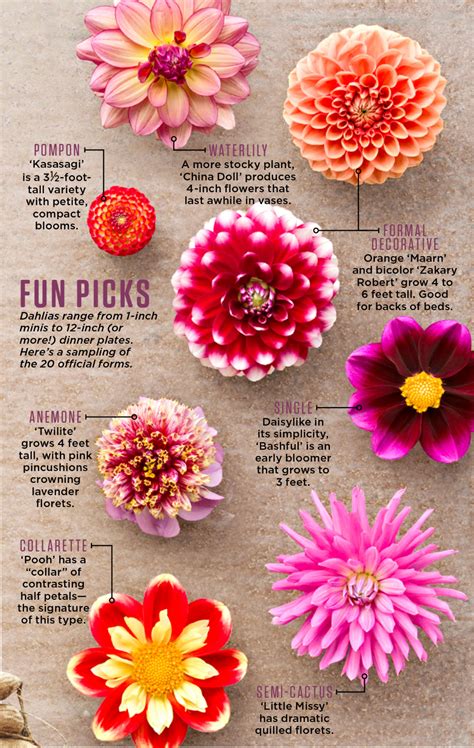 How to Plant, Grow and Care for Dahlias | Dahlias garden, Planting ...