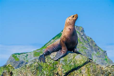 Steller Sea Lion Habitat - Daune Eolande