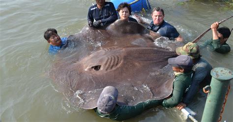 Giant stingray caught in Thailand