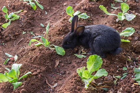 Pet Rabbits Eating Lettuce Stock Photos, Pictures & Royalty-Free Images ...