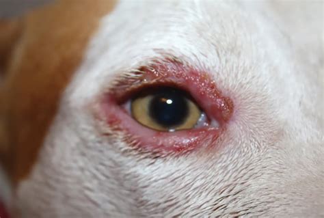 Why Do Dogs Get Red Around Their Eyes