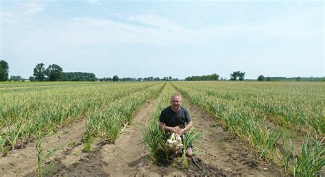 Garlic Growers of Ontario | AUGUST'S HARVEST