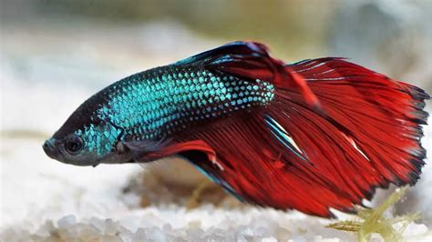 Meu peixe Betta morreu. O que aconteceu? - Peixes e Aquarismo