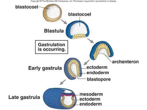 What is the process of gastrulation? | Socratic