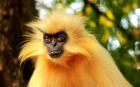 Assam's golden langur among world's 25 most endangered primates - Times ...