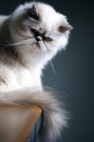 Cat Breeds With Round Faces | Cat breeds, Best cat breeds, Popular cat ...