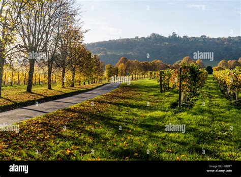 Denbies vineyard, Dorking, Surrey, England, UK Stock Photo - Alamy