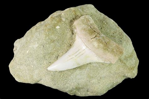 1.59" Fossil Mako Shark (Isurus) Tooth On Sandstone - Bakersfield, CA ...