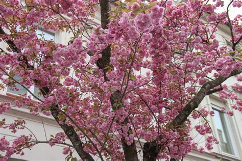 CHERRY BLOSSOMS IN BONN – The Twirling Traveler