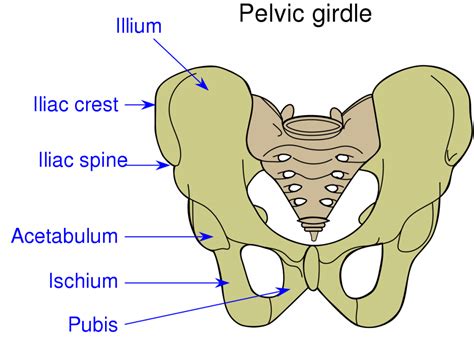 Bones And Muscles / The Skeletal System Class 5 -Notes - CBSE Class ...