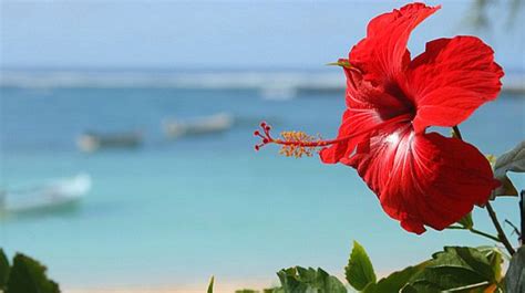 Amapola.... Puerto Rico | Puerto rico vacation, Hibiscus, Flowers