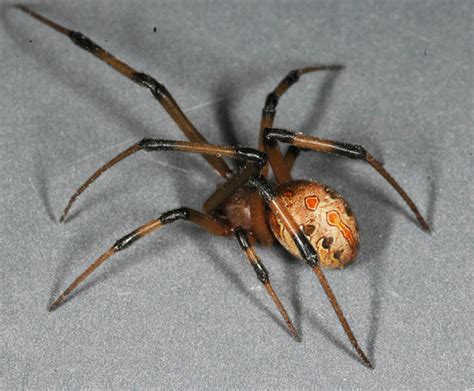 Spiders That Look Like Black Widows