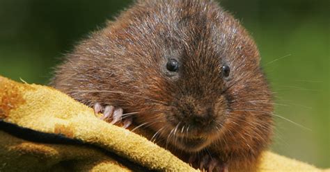 How to identify shrews, moles & voles | eHow UK