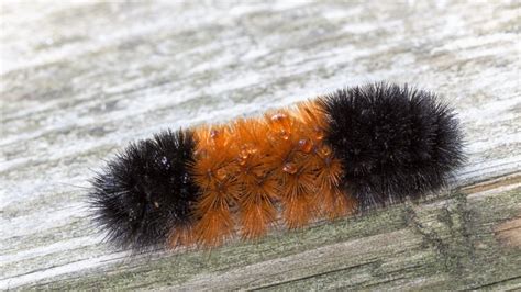 How Did A Woolly Bear Caterpillar Become A Weather Forecaster ...