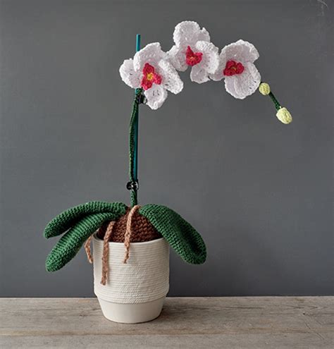 Moth Orchid (Phalaenopsis) | Inside Crochet