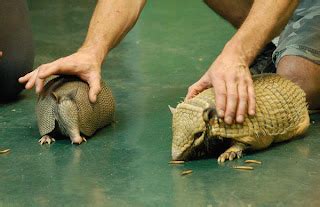 Cute Funny Animalz: Funny Armadillo New Great Photography 2014