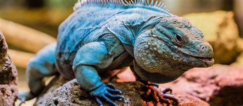 The Grand Cayman Blue Iguana | Critter Science