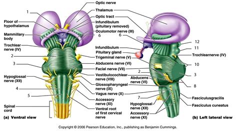 Brain Stem anatomy - Clinical Anatomy & Operative Surgery