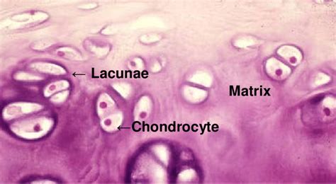 Histology section of hyaline articular cartilage. | Download Scientific ...