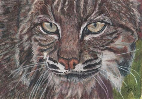 Bobcat Eyes Painting by Gail Seufferlein - Pixels