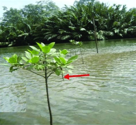 Early propagule production by planted mangroves at Kono Creek, 3 years ...