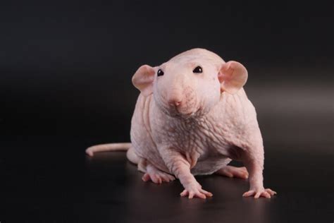 Hairless Rats as Pets — What You Need to Know » Petsoid