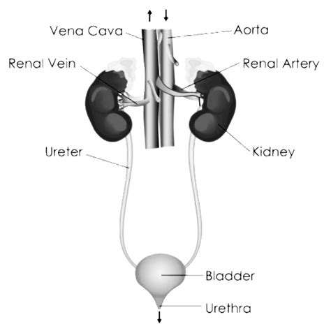 Anatomy Of Excretory System