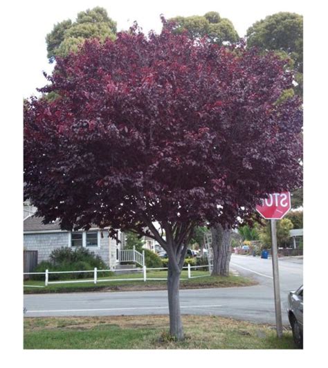 Prunus cerasifera Purple leaf flowering plum zone: 5 h: 25-35 s: 15-20 ...