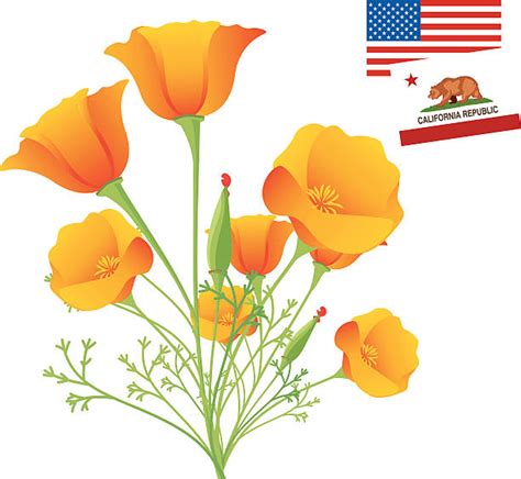 Ca Poppies stock vectors - iStock