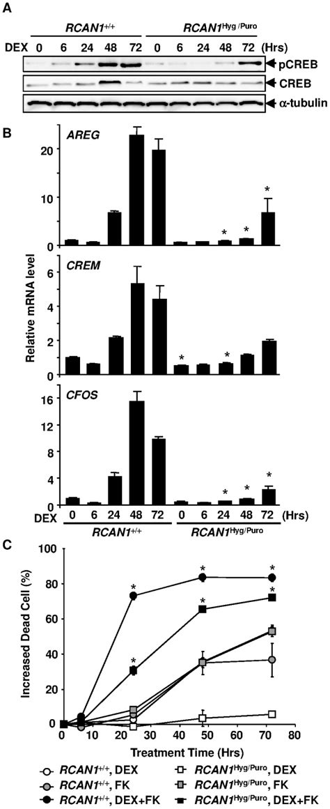 (A) Cell lysate obtained from DEX-treated RCAN1+/+ and RCAN1Hyg/Puro ...