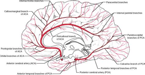 Cerebrovascular Anatomy and Regional Blood Supply | Radiology Key